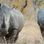 Rhinoceros in Africa