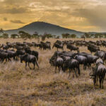 Wildlife Safaris in Africa