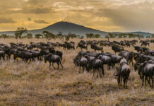 Scheduled Tanzania Safari Packages Wildlife Safaris in Africa