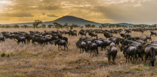 Scheduled Tanzania Safari Packages Wildlife Safaris in Africa