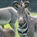 Zebras in Africa