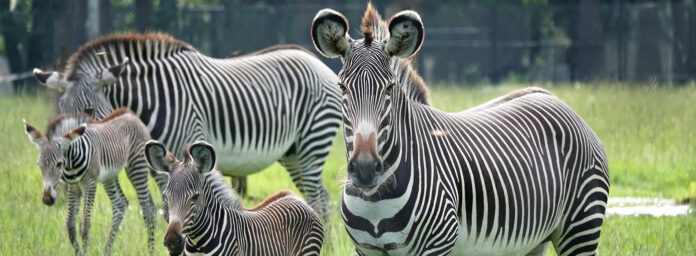 Zebras in Africa