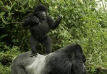 When Should I Go Gorilla Safari in Africa