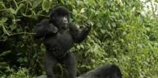 Rwanda Gorilla and Wildlife Safari