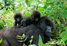 Best Family Gorilla Safaris in Rwanda Gorilla safari Rwanda