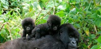 Best Family Gorilla Safaris in Rwanda Gorilla safari Rwanda