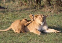 Best Kenya Wildlife Safaris in Africa